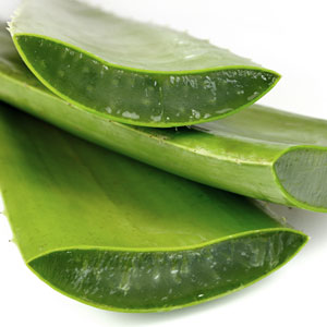 Aloe vera